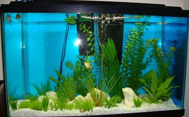 33 gallons freshwater fish tank (mostly fish and non-living decorations) - Goldfish tank; quartz rock and plastic plants.