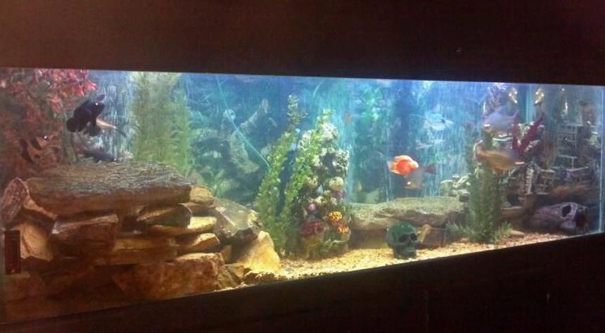 Rated #112: 100 Gallons Freshwater Fish Tank - My 100 gallon fresh water fish tank. I made lots of caves and hiding spots.