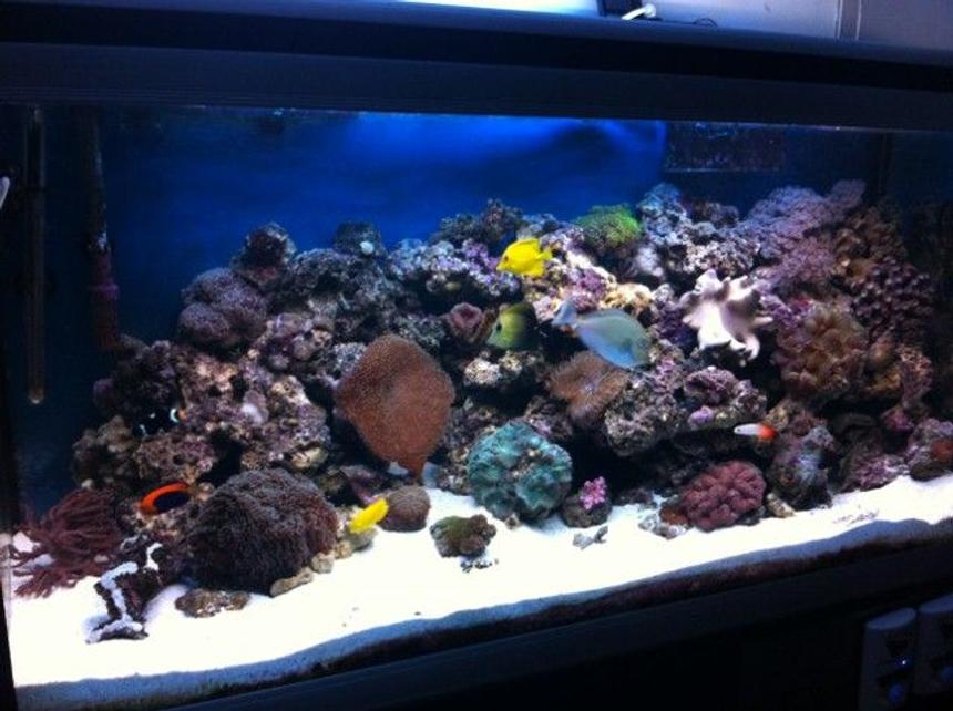 Rated #48: 90 Gallons Reef Tank - 90G
