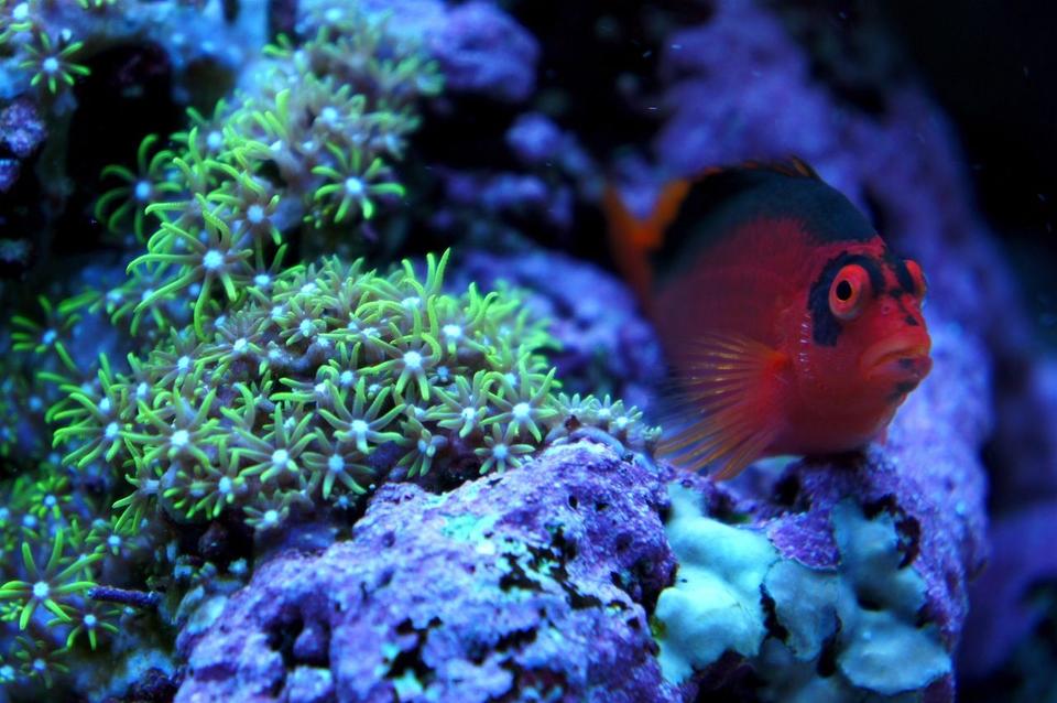 saltwater fish - neocirrhitus armatus - flame hawkfish stocking in 75 gallons tank - my flame hawkfish chillin'