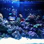 65 gallons reef tank (mostly live coral and fish) - 65 gallon reef tank