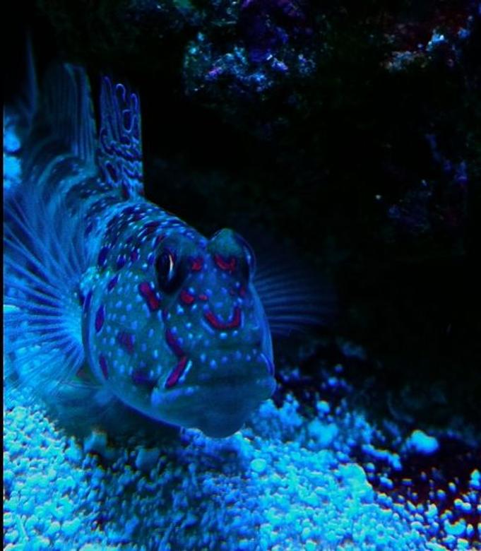 saltwater fish - cryptocentrus leptocephalus - pink spotted watchman goby stocking in 65 gallons tank - Pink spot shrimp goby