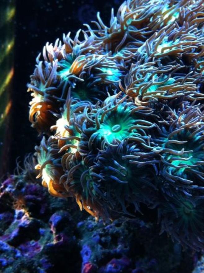 corals inverts - duncanopsammia axifuga - giant green polyp duncan stocking in 65 gallons tank - Duncan coral in the morning sunlight. 

-Reefality