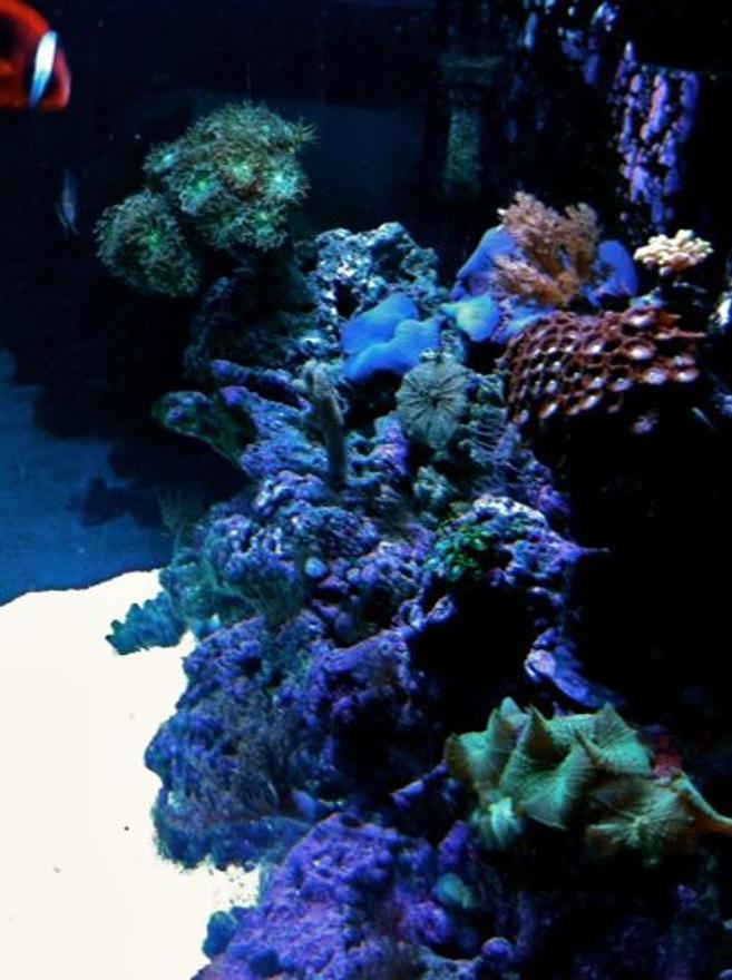 corals inverts - rhodactis sp. - green mushroom stocking in 65 gallons tank - All the corals are pictured from this angle.