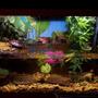 fish tank picture - Turtle Tank
