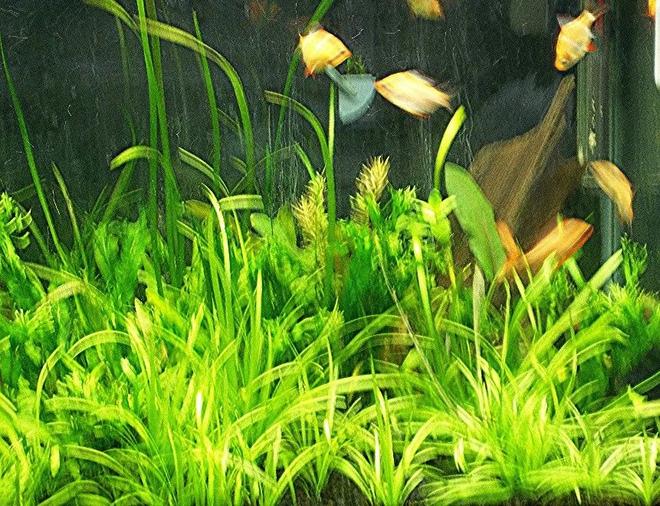 3 gallons planted tank (mostly live plants and fish) - 20 gal tank with all albino tiger barbs--plants Sagittaria-lace java fern-micro sword--noCO2
