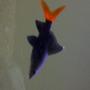freshwater fish - epalzeorhynchos bicolor - redtail shark stocking in 72 gallons tank - 2.5 inch Redtail Shark