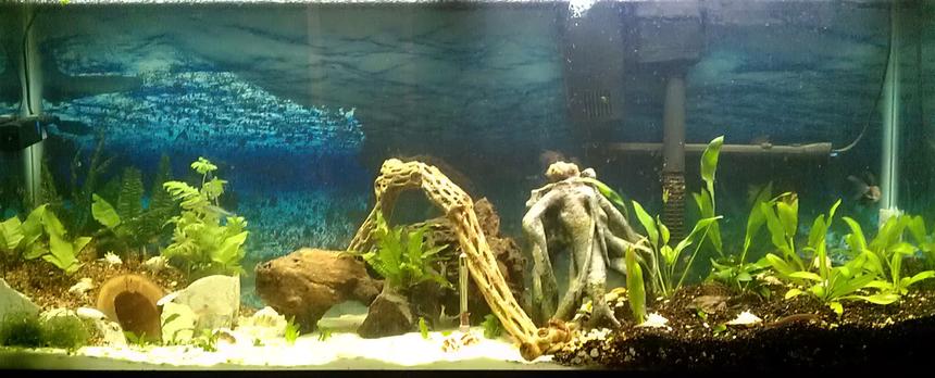 Rated #115: 55 Gallons Planted Tank - 1st planted working on it