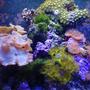 corals inverts - rhodactis indosinensis - hairy mushroom stocking in 30 gallons tank - Nano Reef tank with soft coral