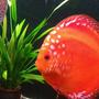 freshwater fish - symphysodon sp. - red marlboro discus stocking in 20 gallons tank - See my red malboro Discus
