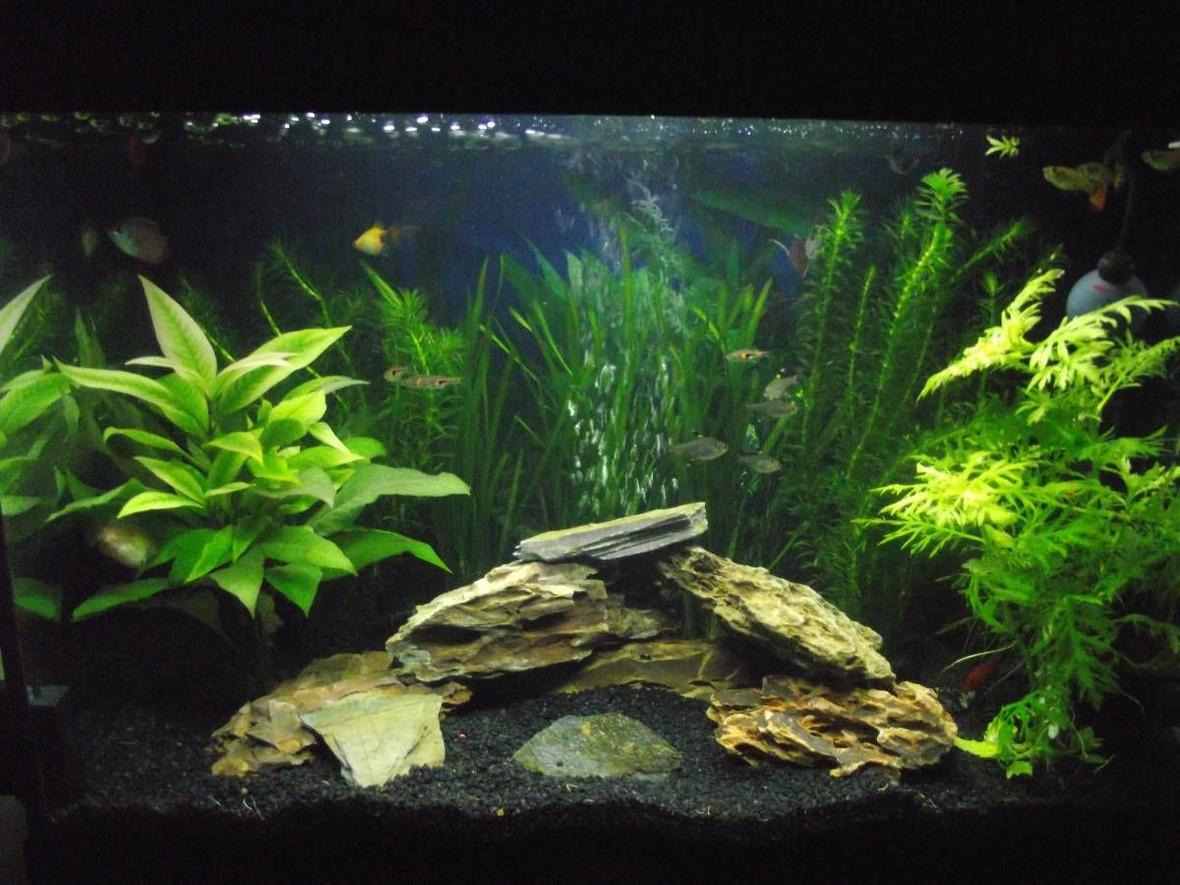 16 gallons planted tank (mostly live plants and fish) - This is my setup
