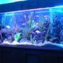 fish tank picture - Dimensions=8X2.5X2 ft