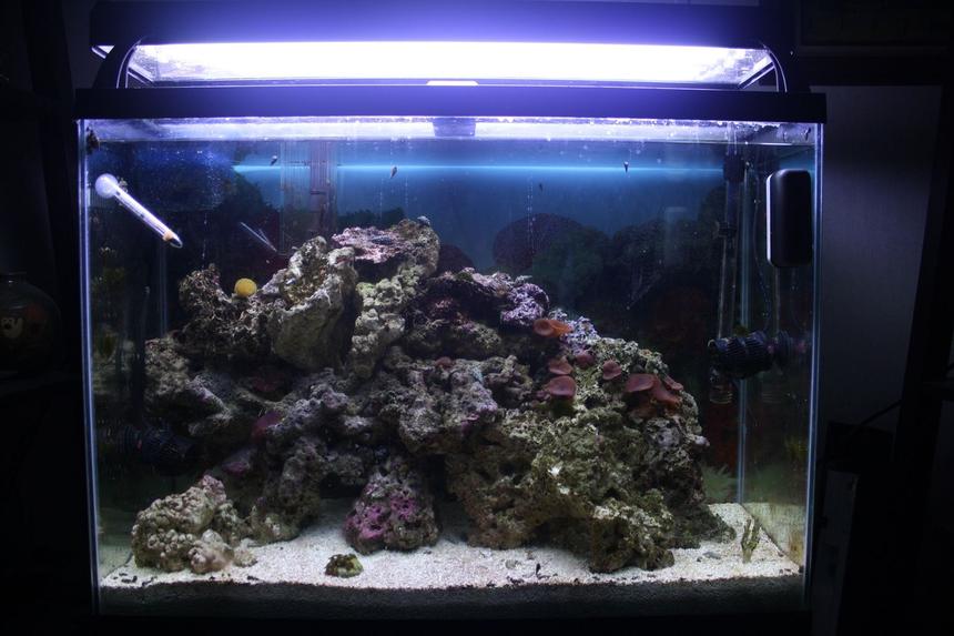 Rated #91: 37 Gallons Reef Tank - My first ever saltwater tank. Set up in the end of August 2011