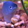 freshwater fish - trichogaster trichopterus - blue gourami stocking in 30 gallons tank - My gorumi!