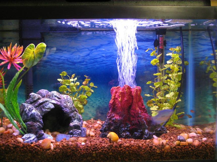 Rated #193: 30 Gallons Freshwater Fish Tank - My tank! 10 Gallon