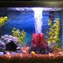 30 gallons freshwater fish tank (mostly fish and non-living decorations) - My tank! 10 Gallon