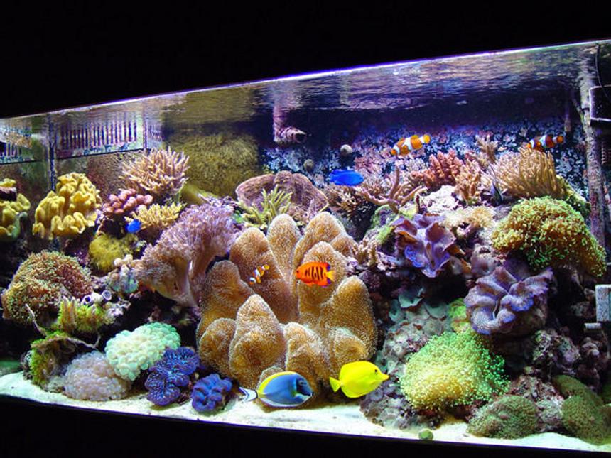 Rated #1: Fish Tank Picture - would love for my tank to come out like this
