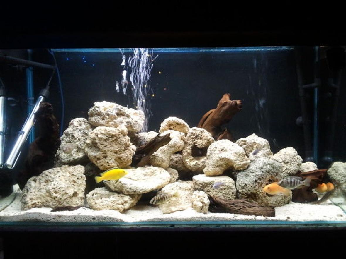 fish tank picture - My updated malawi tank