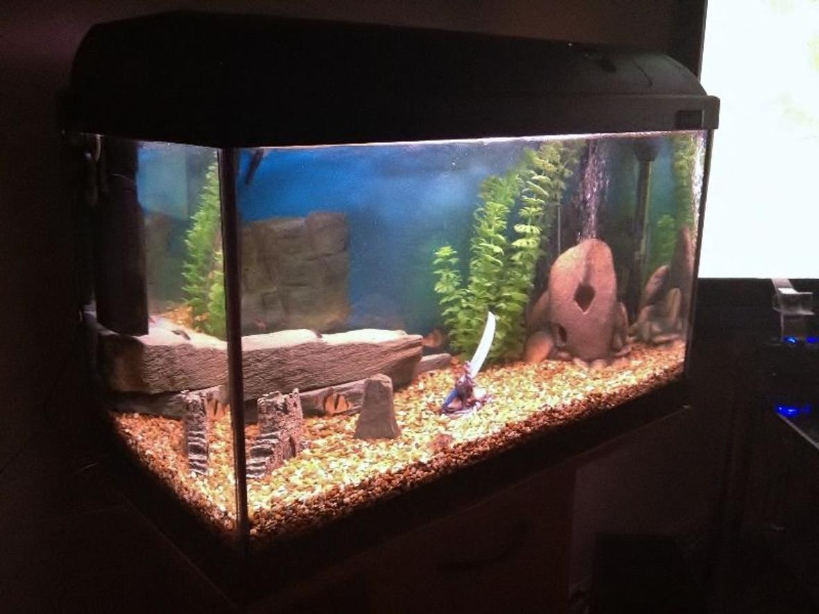 fish tank picture - My first fish tank