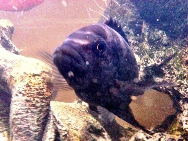 freshwater fish - pseudotropheus crabro - bumblebee cichlid stocking in 46 gallons tank - Bumble Bee