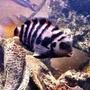 freshwater fish - archocentrus nigrofasciatus - black convict cichlid stocking in 46 gallons tank - Convict