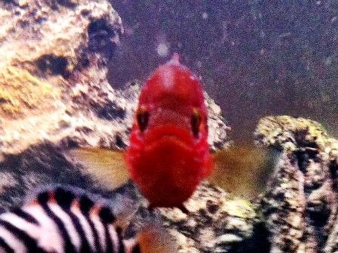 freshwater fish - hemichromis bimaculatus - jewel cichlid stocking in 46 gallons tank - Jewel Cichlid