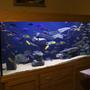 250 gallons freshwater fish tank (mostly fish and non-living decorations) - 800L Malawi Mbuna setup