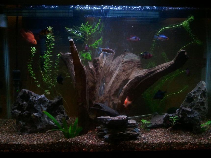 Rated #52: 29 Gallons Freshwater Fish Tank - my lightly planted pride and joy.