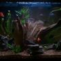 29 gallons freshwater fish tank (mostly fish and non-living decorations) - my lightly planted pride and joy.