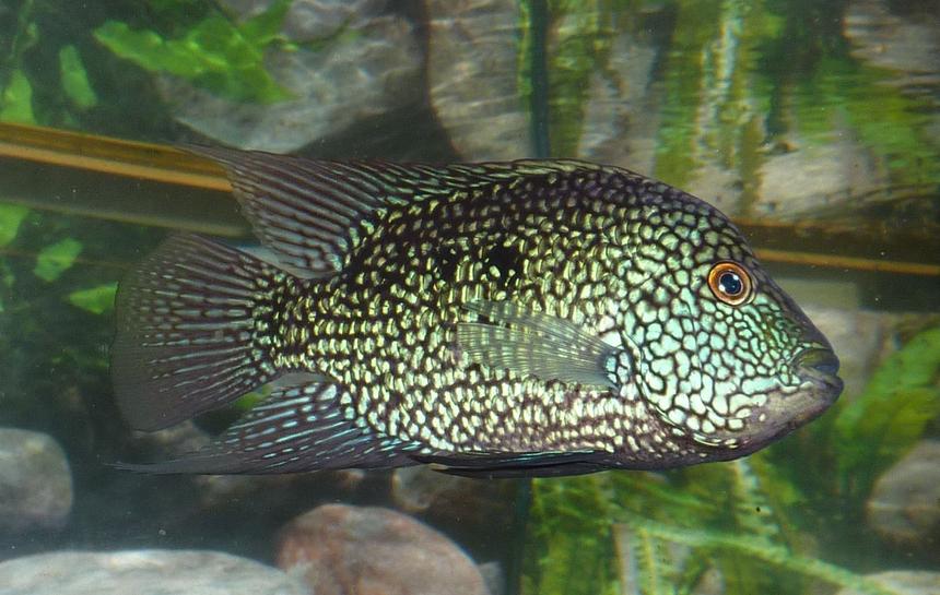 Rated #53: Freshwater Fish - Herichthys Cynoguttatus - Texas Cichlid Stocking In 80 Gallons Tank - Texas Cichlid, looks blue to the eye, but when photographed with flash it looks green! :)