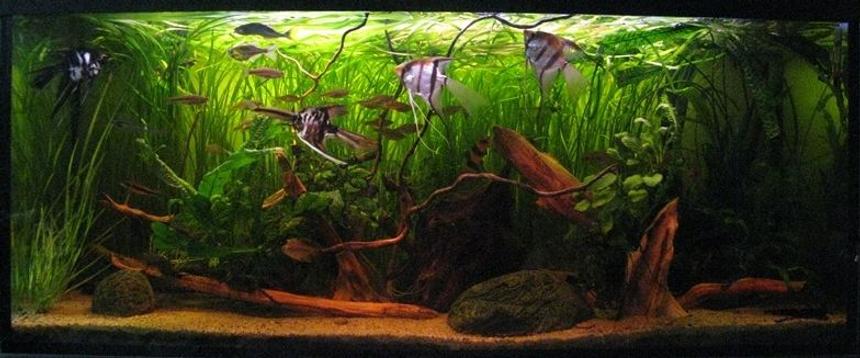 Rated #9: 63 Gallons Planted Tank - My biggest tank