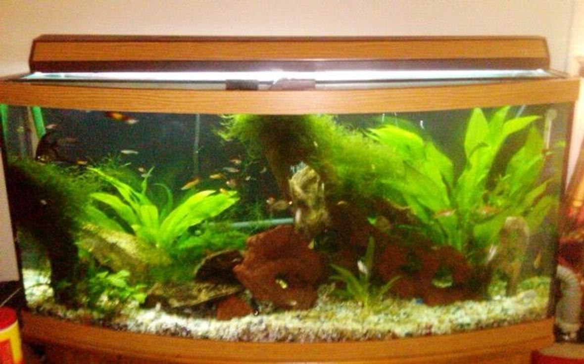 72 gallons planted tank (mostly live plants and fish) - I have a natural tank, no fake plants, rocks or other decorations and I use Ehiem canister as my filter.