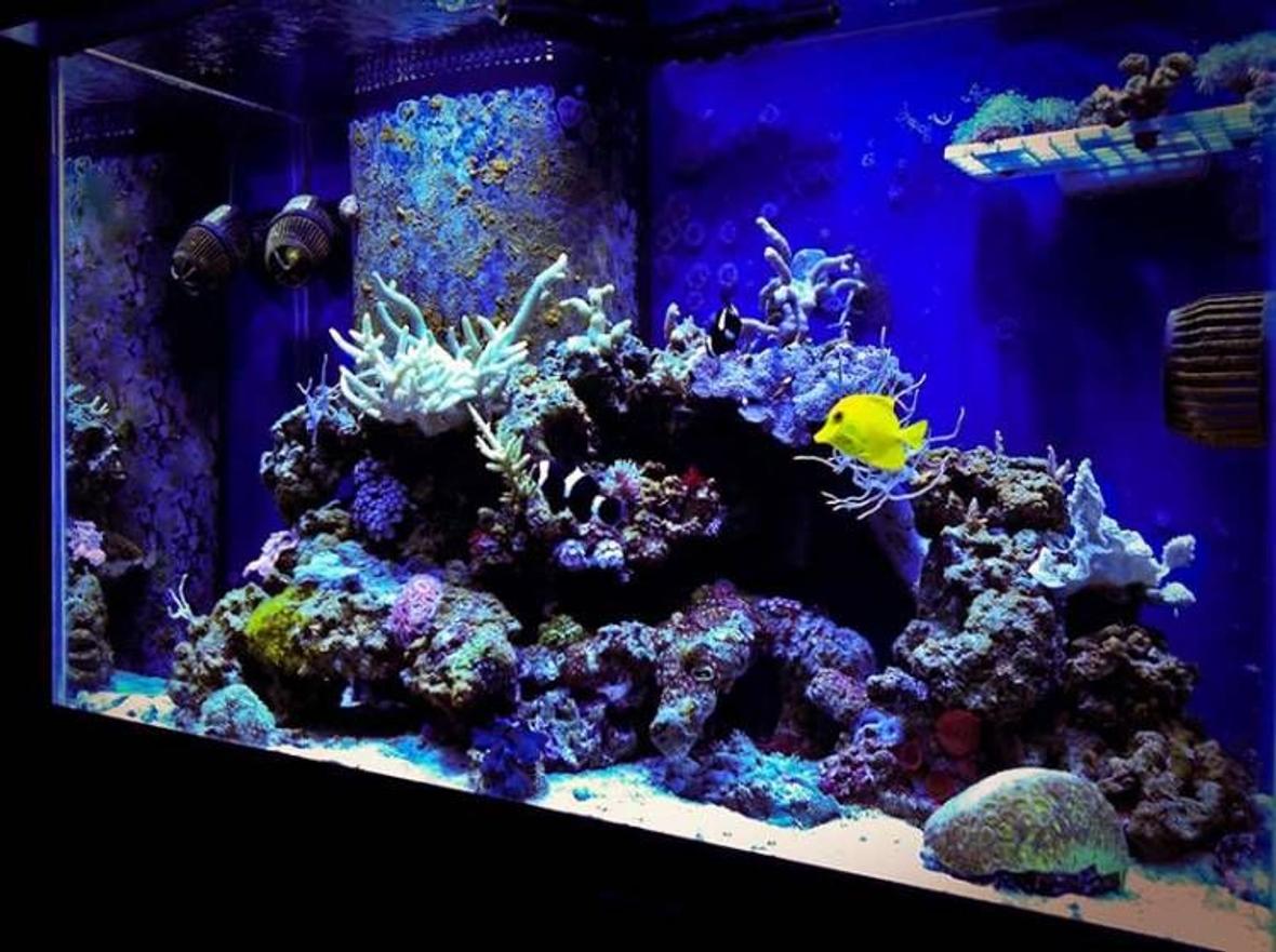 65 gallons reef tank (mostly live coral and fish) - Mojo's 65 RR MH+T5