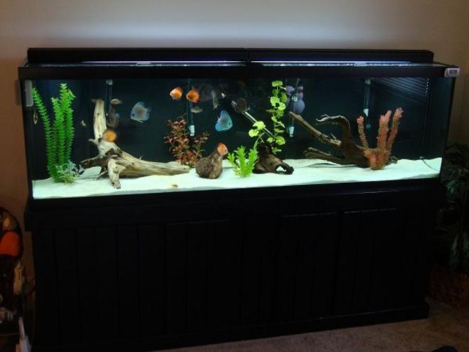 70 gallons freshwater fish tank (mostly fish and non-living decorations) - 125g