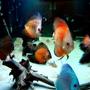 fish tank picture - Another Group Shot