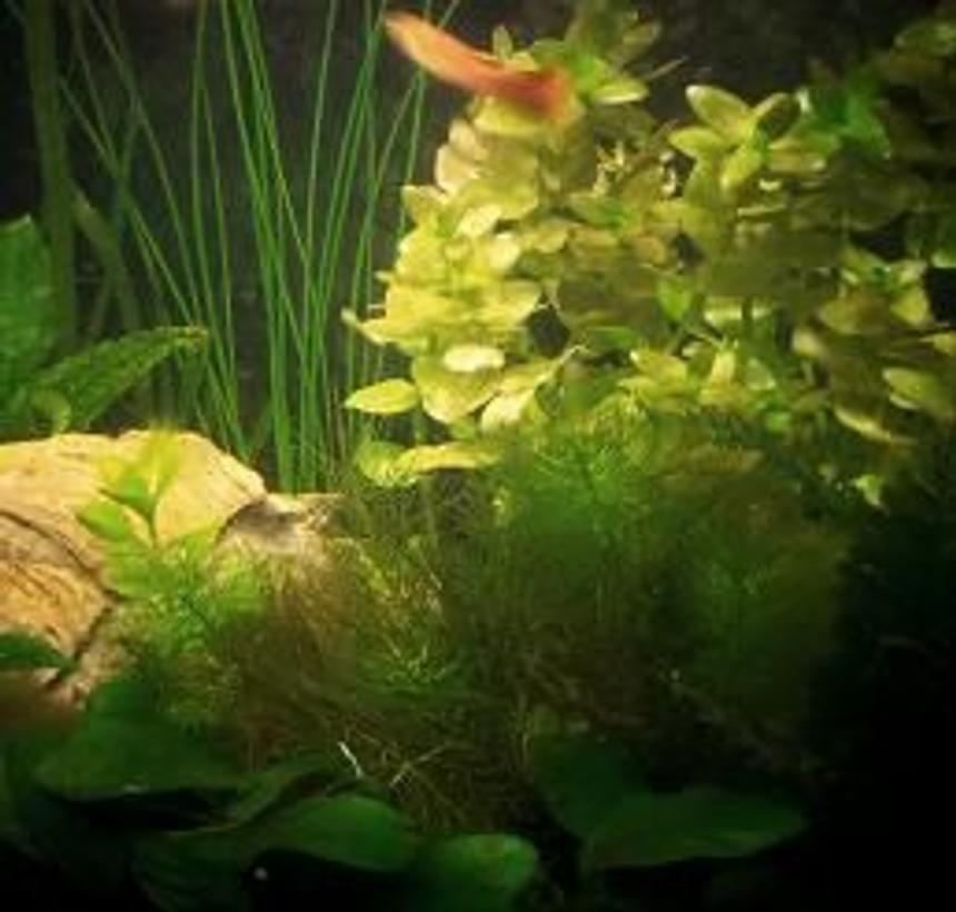 Rated #153: 25 Gallons Planted Tank - My Marineland Eclipse 6 venture with live plants