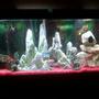 55 gallons freshwater fish tank (mostly fish and non-living decorations) - Latest setup for the tank. Added more levels and rocks for the fish to enjoy. (sorry for the bad quality photo)