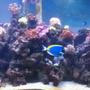 210 gallons reef tank (mostly live coral and fish) - 210 gal Reef Tank