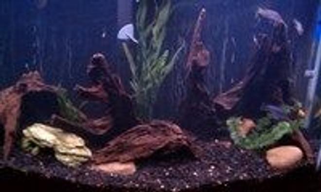35 gallons freshwater fish tank (mostly fish and non-living decorations) - Cichlids