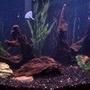35 gallons freshwater fish tank (mostly fish and non-living decorations) - Cichlids