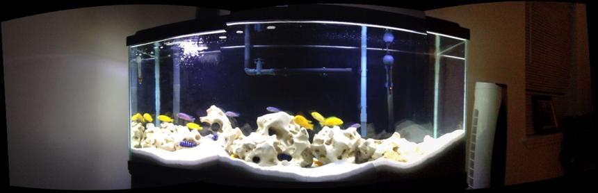 Rated #33: 50 Gallons Freshwater Fish Tank - Malawi Cichlids