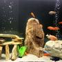 100 gallons freshwater fish tank (mostly fish and non-living decorations) - first malawi