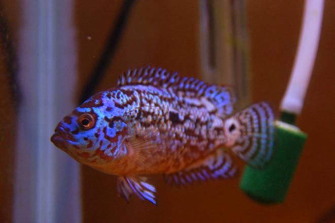 freshwater fish - nandopsis octofasciatum - electric blue jack dempsey stocking in 10 gallons tank - My Electric Blue Jack Dempsey  at 2 1/2 inches in length.