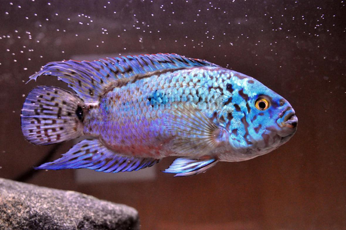 freshwater fish - nandopsis octofasciatum - electric blue jack dempsey stocking in 10 gallons tank - My ebjd, Fluffy at one and a half years old and about 4 inches long.