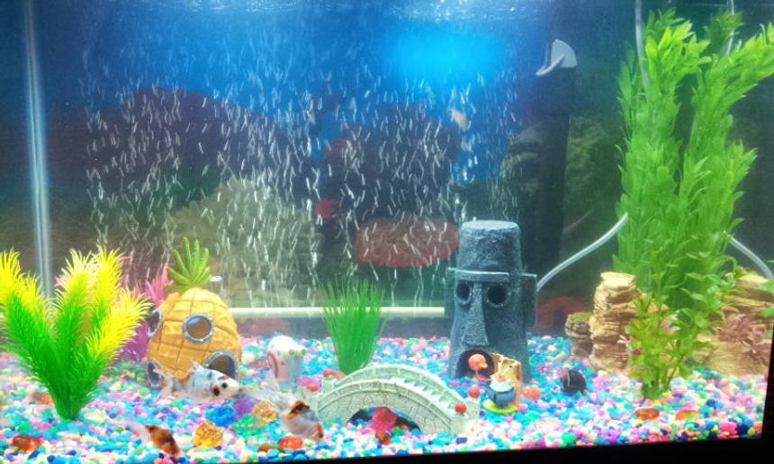 Rated #293: 20 Gallons Freshwater Fish Tank - My 20 gallon Spongebob goldfish / cory catfish tank