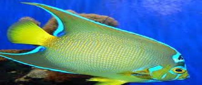 saltwater fish - holacanthus ciliaris - queen angelfish stocking in 100 gallons tank - I kept it with some peacock fish and it surely matched