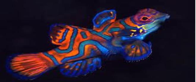 saltwater fish - pterosynchiropus splendidus var. - red mandarin stocking in 100 gallons tank - It looks like a clown fish