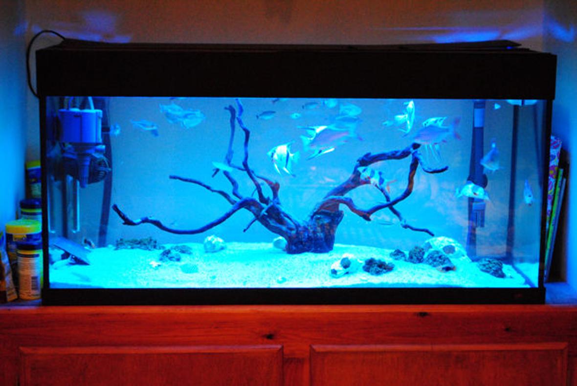 44 gallons freshwater fish tank (mostly fish and non-living decorations) - MY TANK, BEEN RUNNINF FOR OVER 12 MONTHS NOW.