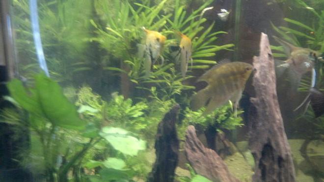 360 gallons freshwater fish tank (mostly fish and non-living decorations) - Side view of my tank