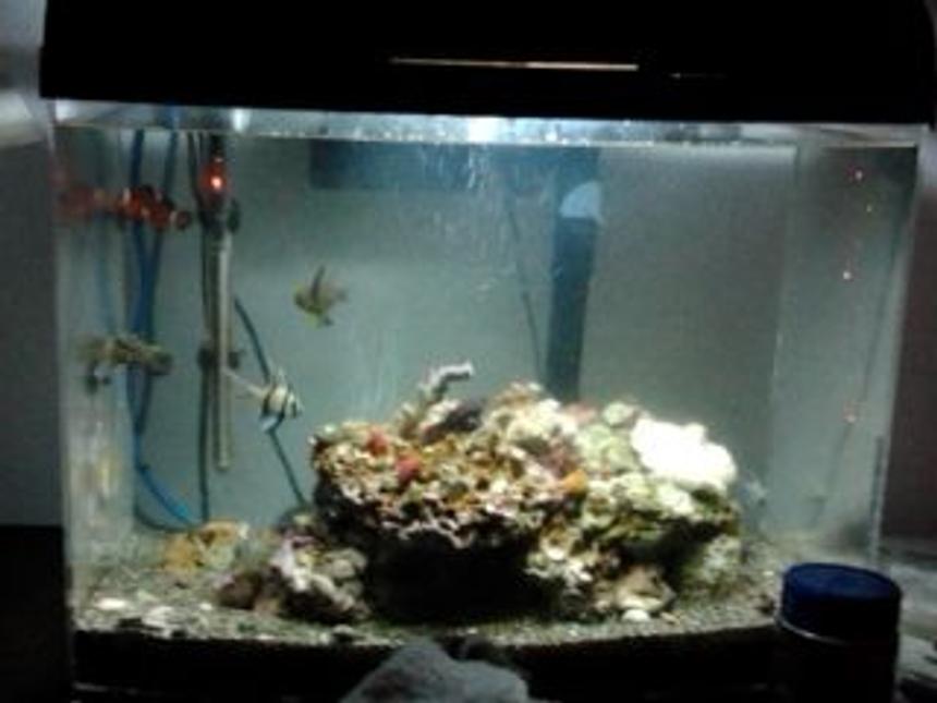 Rated #28: 65 Gallons Saltwater Fish Tank - Salty